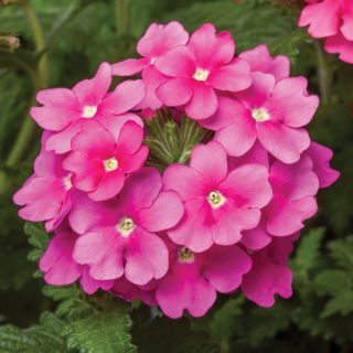 Obsession Pink Shades Verbena Thumbnail